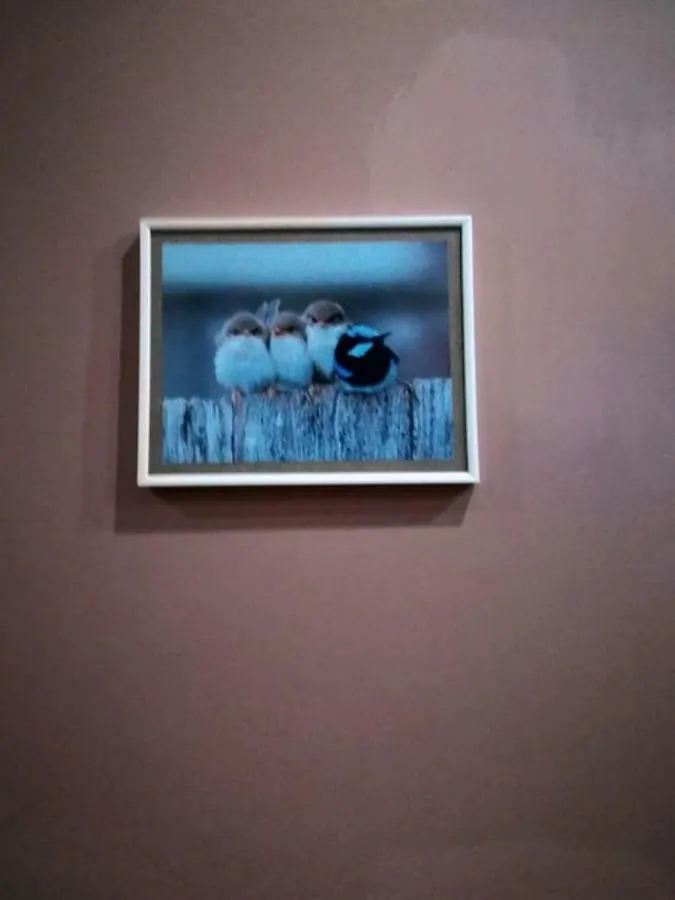 Birdhome In Tbilisi Georgia